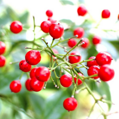 Heavenly Bamboo (Nandina domestica) Medicinal Live Plant