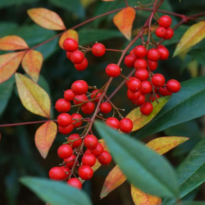 Heavenly Bamboo (Nandina domestica) Medicinal Live Plant