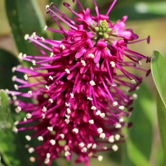 Hebe Speciosa Magenta Rare Flowering Live Plant