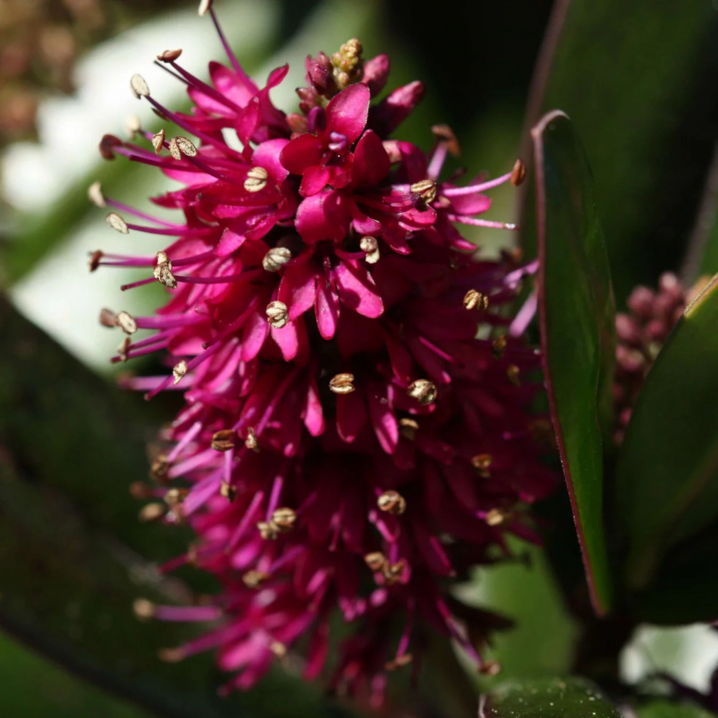 Hebe Speciosa Magenta Rare Flowering Live Plant