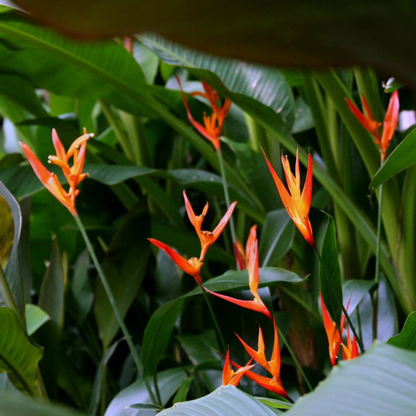 Heliconia Fire Flash (Heliconia densiflora) Flowering Live Plant
