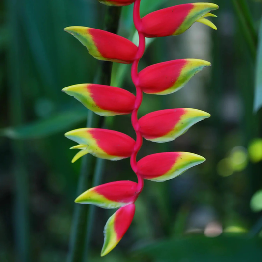 Heliconia Rostrata Flowering Live Plant