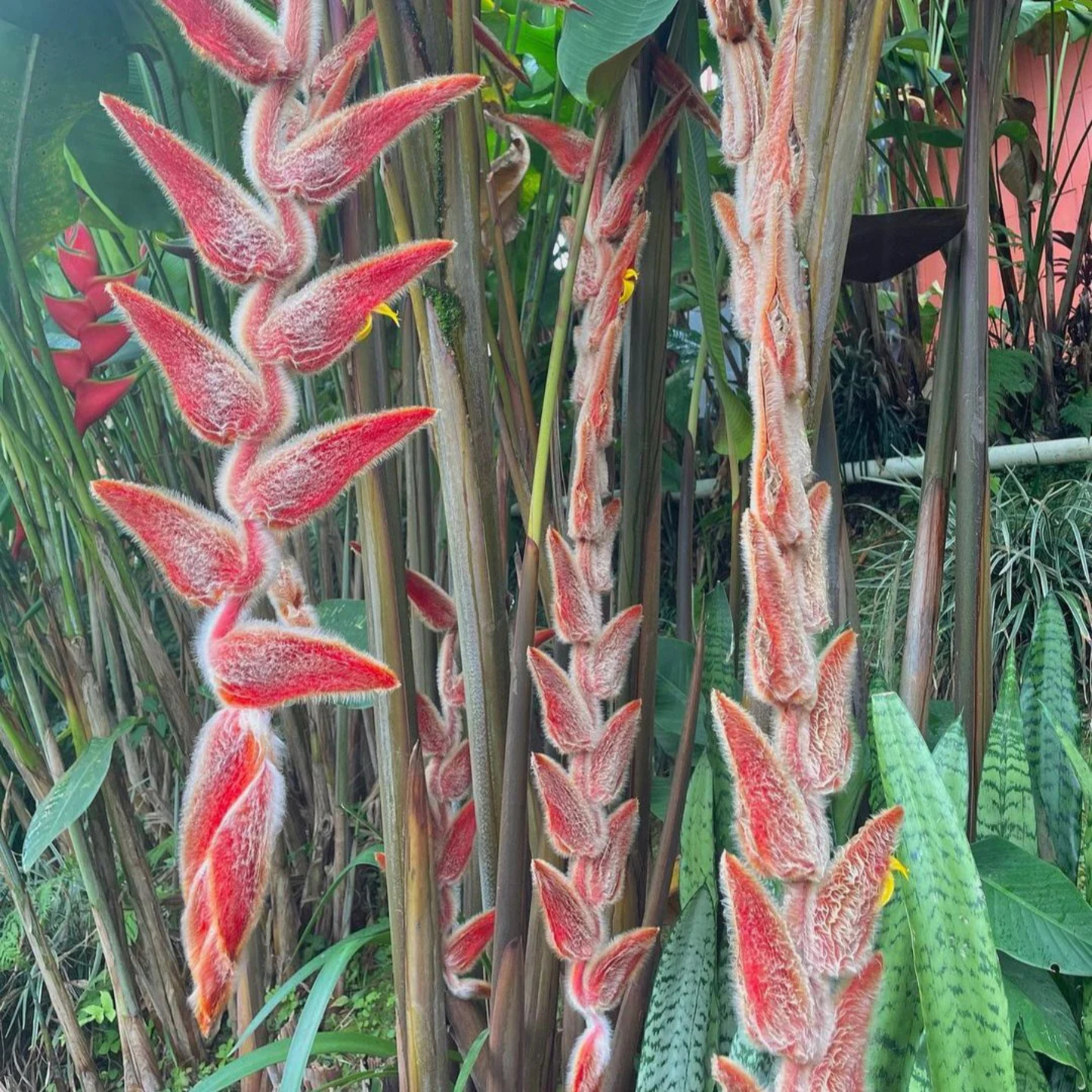 Heliconia Vellerigera Flowering Live Plant