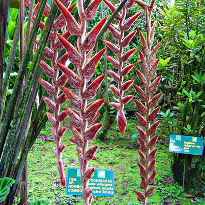 Heliconia Vellerigera Flowering Live Plant