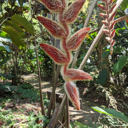 Heliconia Vellerigera Flowering Live Plant