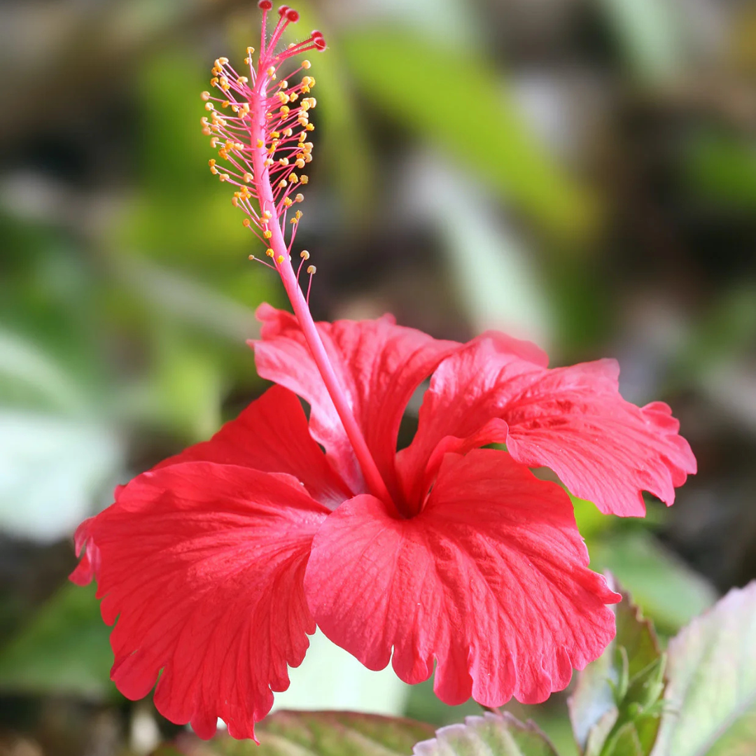 Hibiscus Red Desi Flowering Live Plant