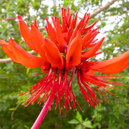 Himalayan Coral Tree (Erythrina arborescens) Flowering Live Plant