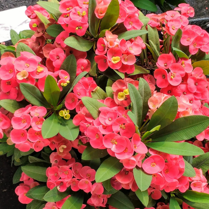 Holy Thorns Plant (Crown of Thorns) Live Plant