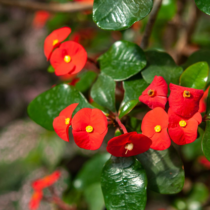 Holy Thorns Plant (Crown of Thorns) Live Plant