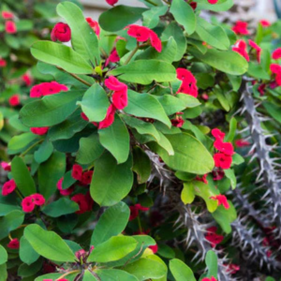 Holy Thorns Plant (Crown of Thorns) Live Plant