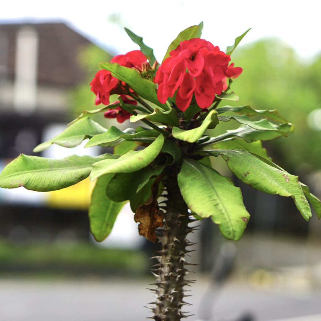 Holy Thorns Plant (Crown of Thorns) Live Plant