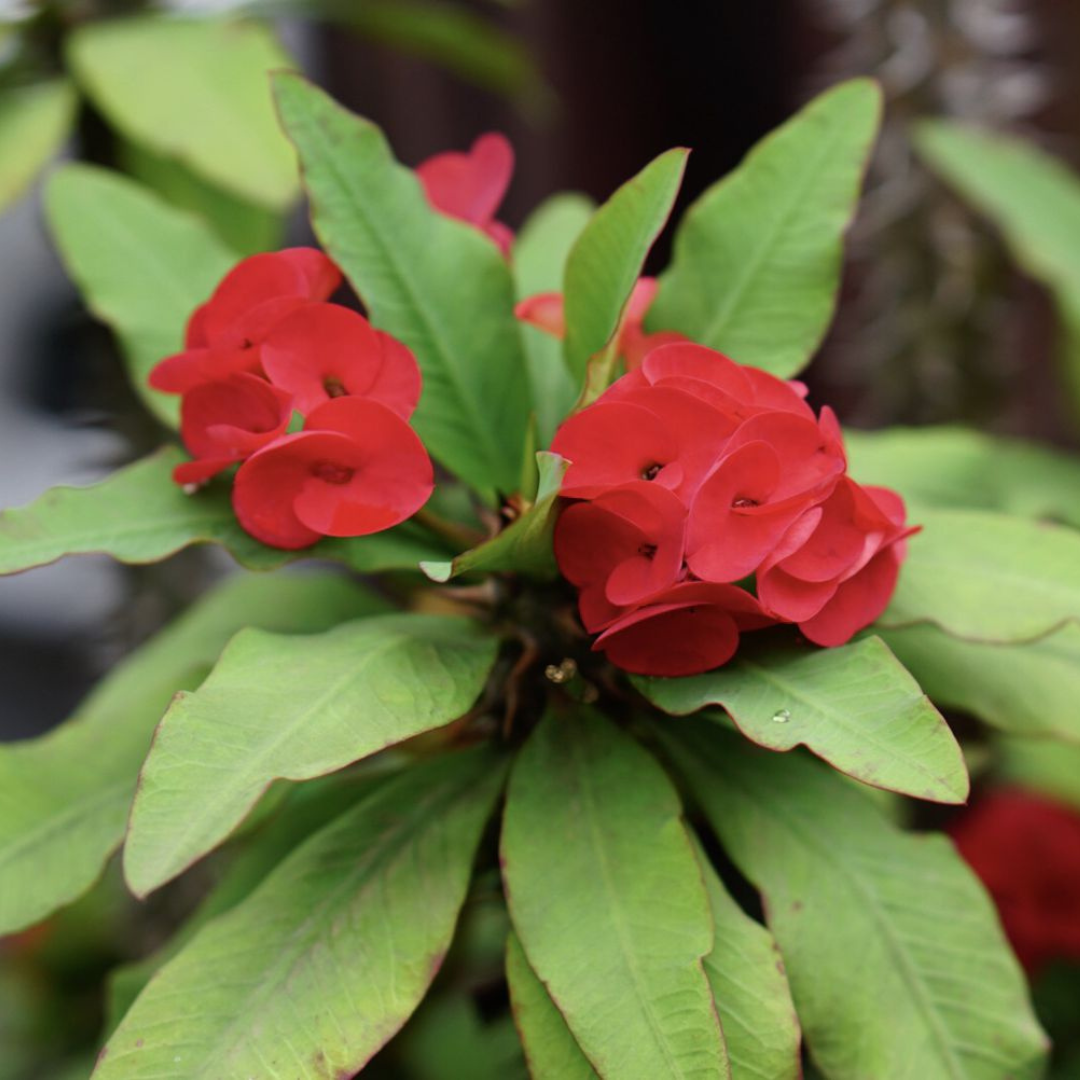 Holy Thorns Plant (Crown of Thorns) Live Plant