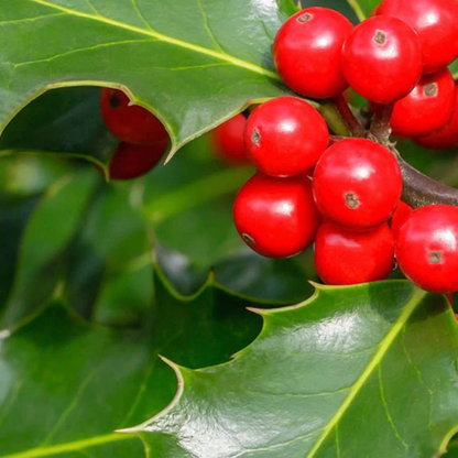 Holy Thorns Plant (Crown of Thorns) Live plant