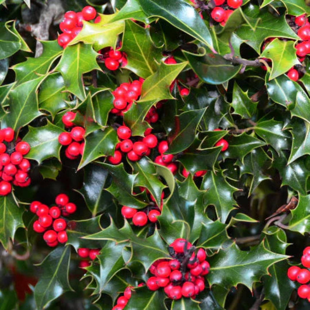 Holy Thorns Plant (Crown of Thorns) Live plant