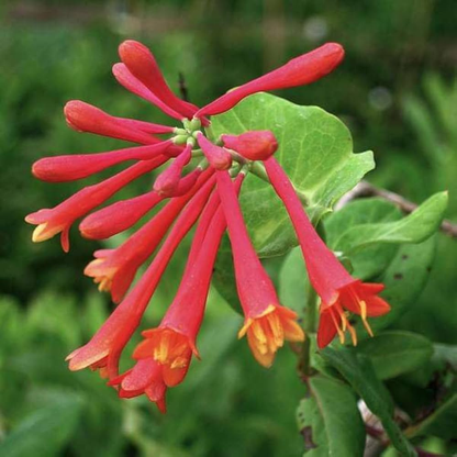 Honeysuckle Red Flowering Live Plant