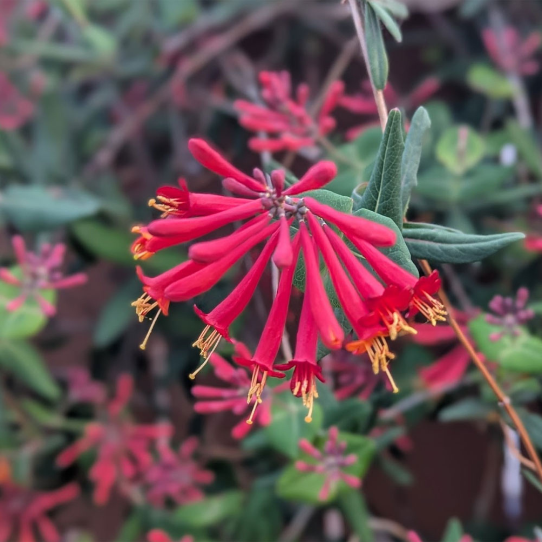 Honeysuckle Red Flowering Live Plant