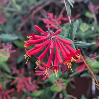 Honeysuckle Red Flowering Live Plant