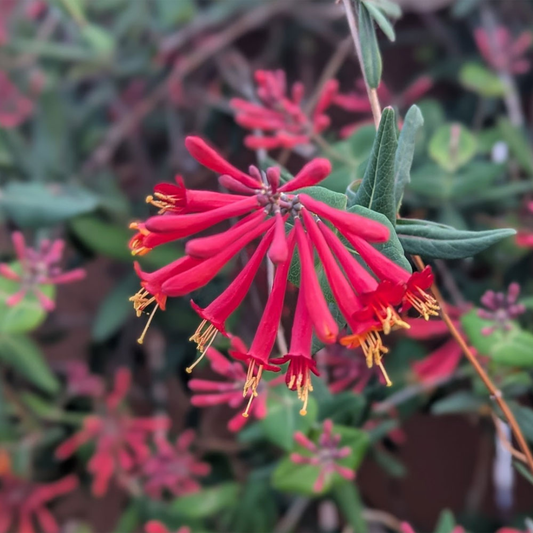 Honeysuckle Red Flowering Live Plant