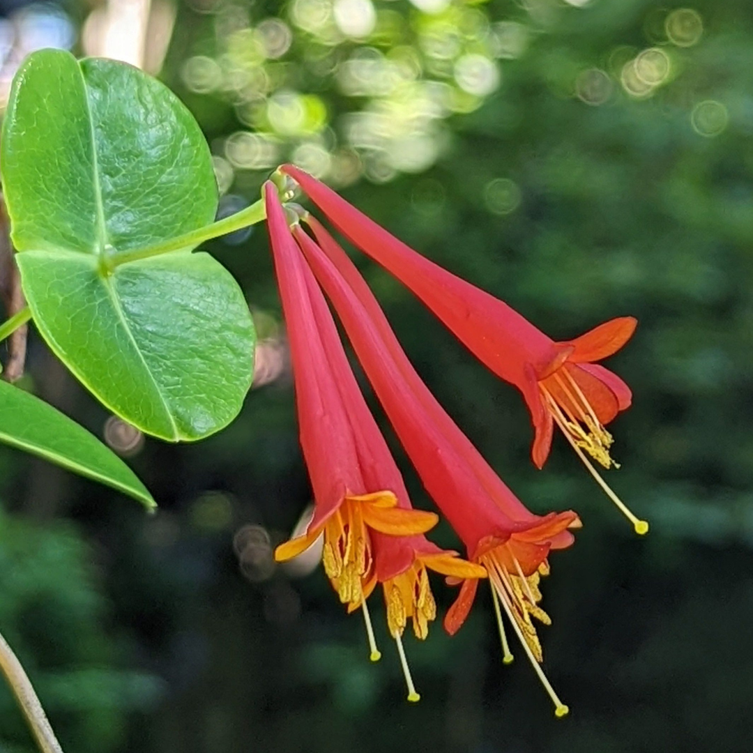 Honeysuckle Red Flowering Live Plant