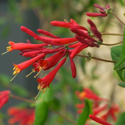 Honeysuckle Red Flowering Live Plant