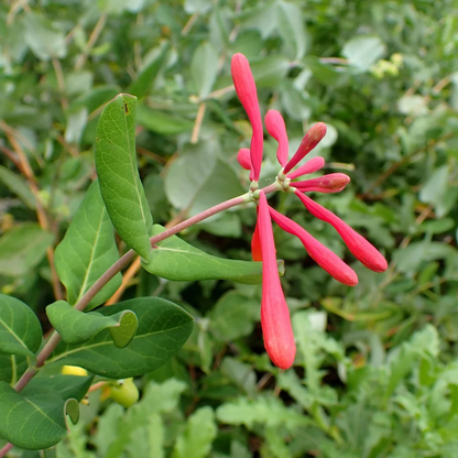 Honeysuckle Red Flowering Live Plant