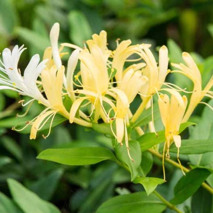 Honeysuckle (Madhumathi) Flowering Live Plant