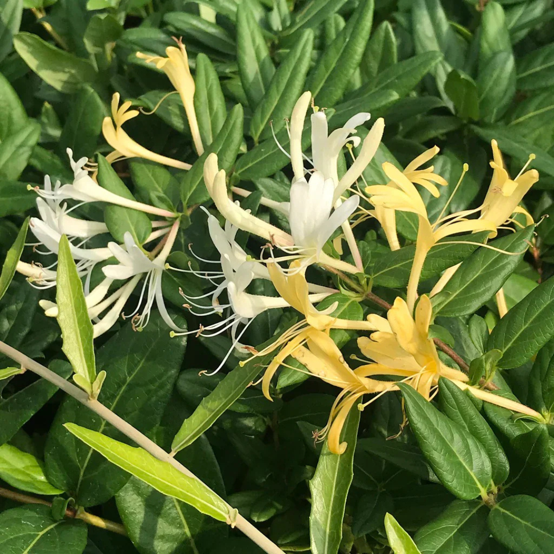 Honeysuckle (Madhumathi) Flowering Live Plant
