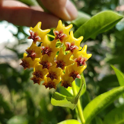 Hoya Densiflora Flowering Live Plant