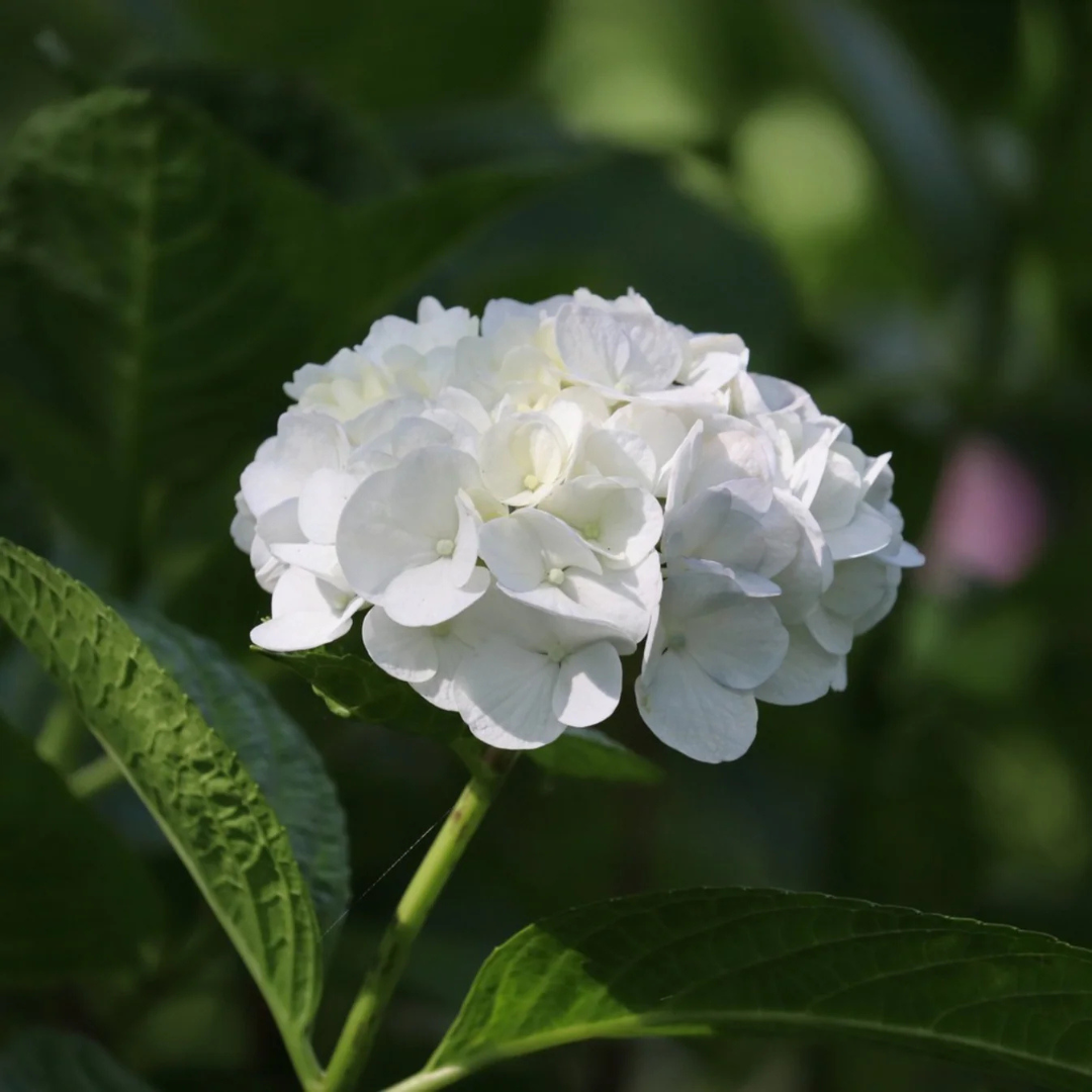 Hydrangea White (Hydrangea macrophylla) Flowering Live Plant
