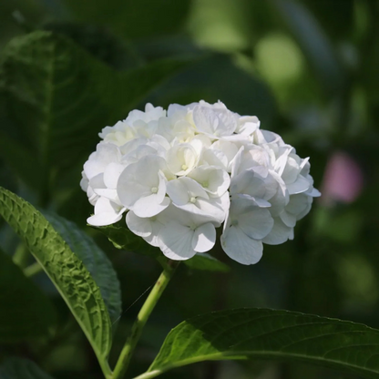 Hydrangea White (Hydrangea macrophylla) Flowering Live Plant
