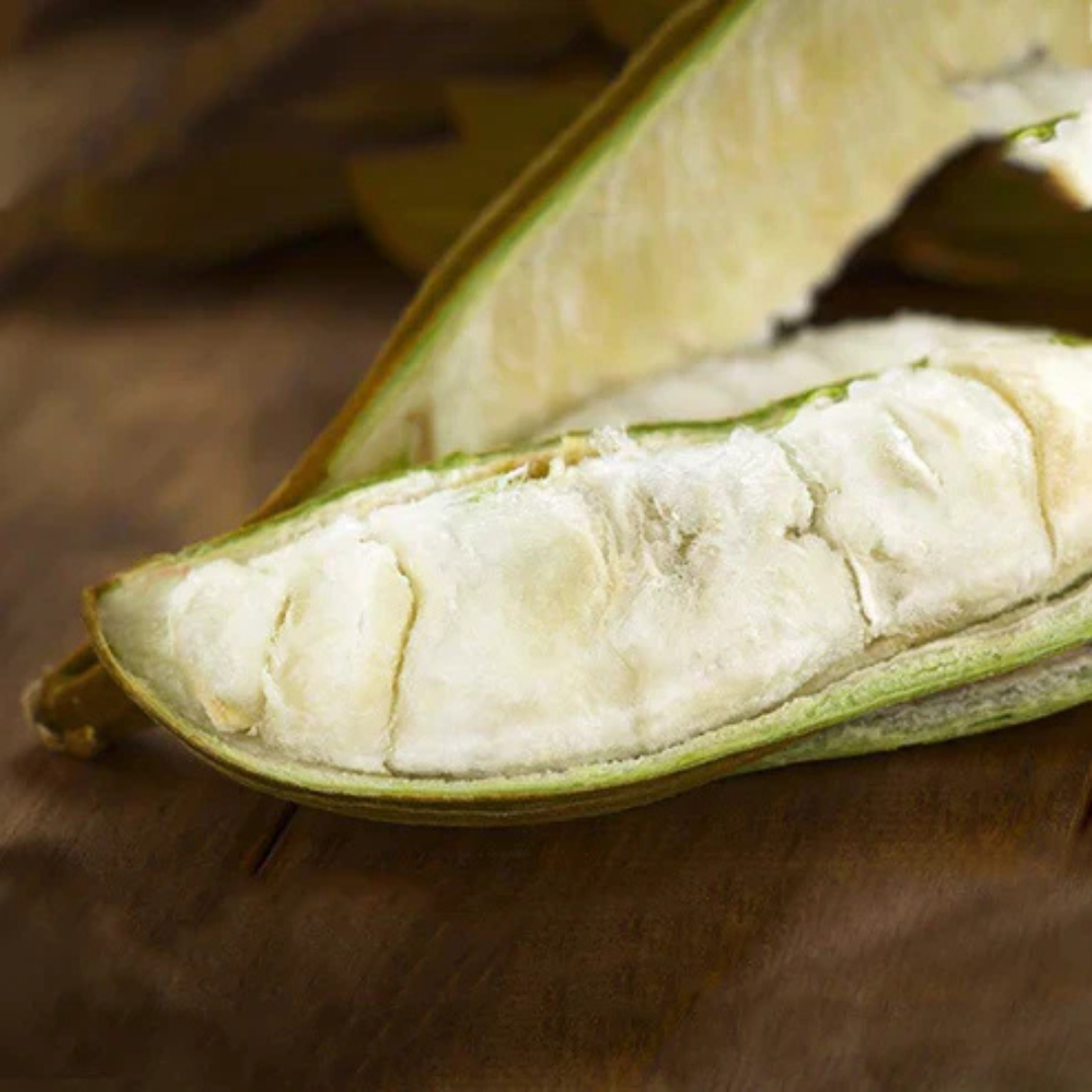 Ice Cream Bean (Inga Edulis) Fruit Live Plant