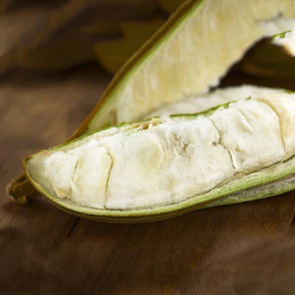 Ice Cream Bean (Inga Edulis) Fruit Live Plant