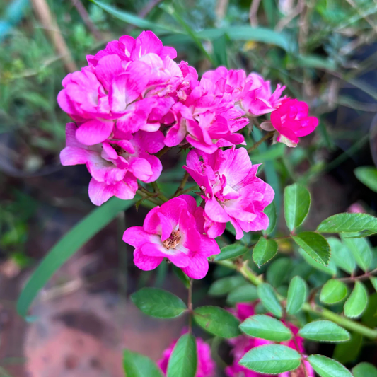 Ice Love Rose Grafted Rare Flowering Live Plant