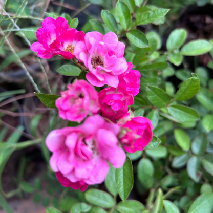 Ice Love Rose Grafted Rare Flowering Live Plant