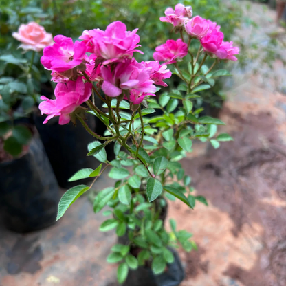 Ice Love Rose Grafted Rare Flowering Live Plant