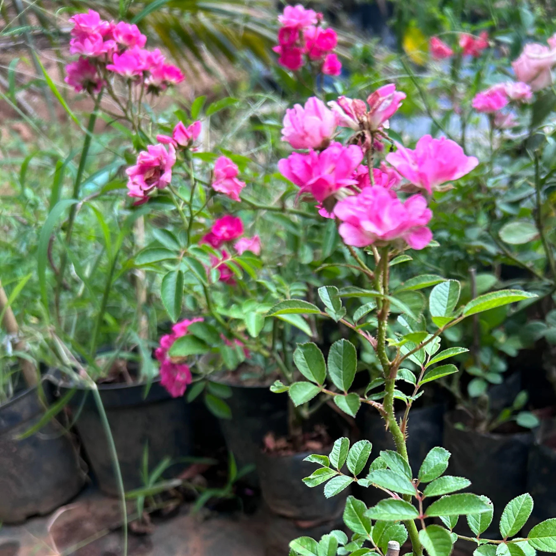 Ice Love Rose Grafted Rare Flowering Live Plant