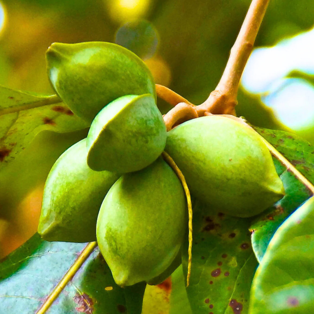 Indian Almond / Badam (Terminalia catappa) Fruit Live Plant
