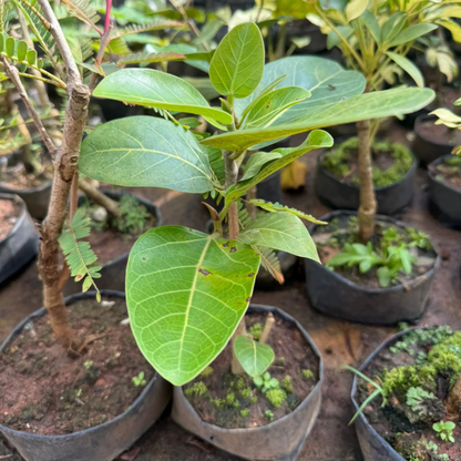 Indian Banyan Tree Bonsai (Ficus Benghalensis) Indoor Live Plant