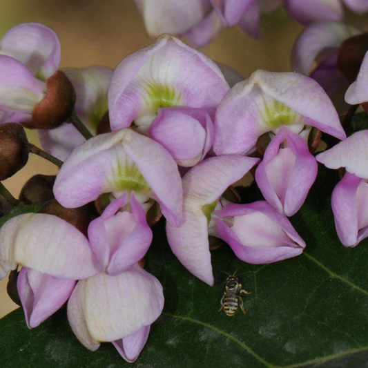 Indian Beech Tree (Millettia pinnata) Rare Live Plant