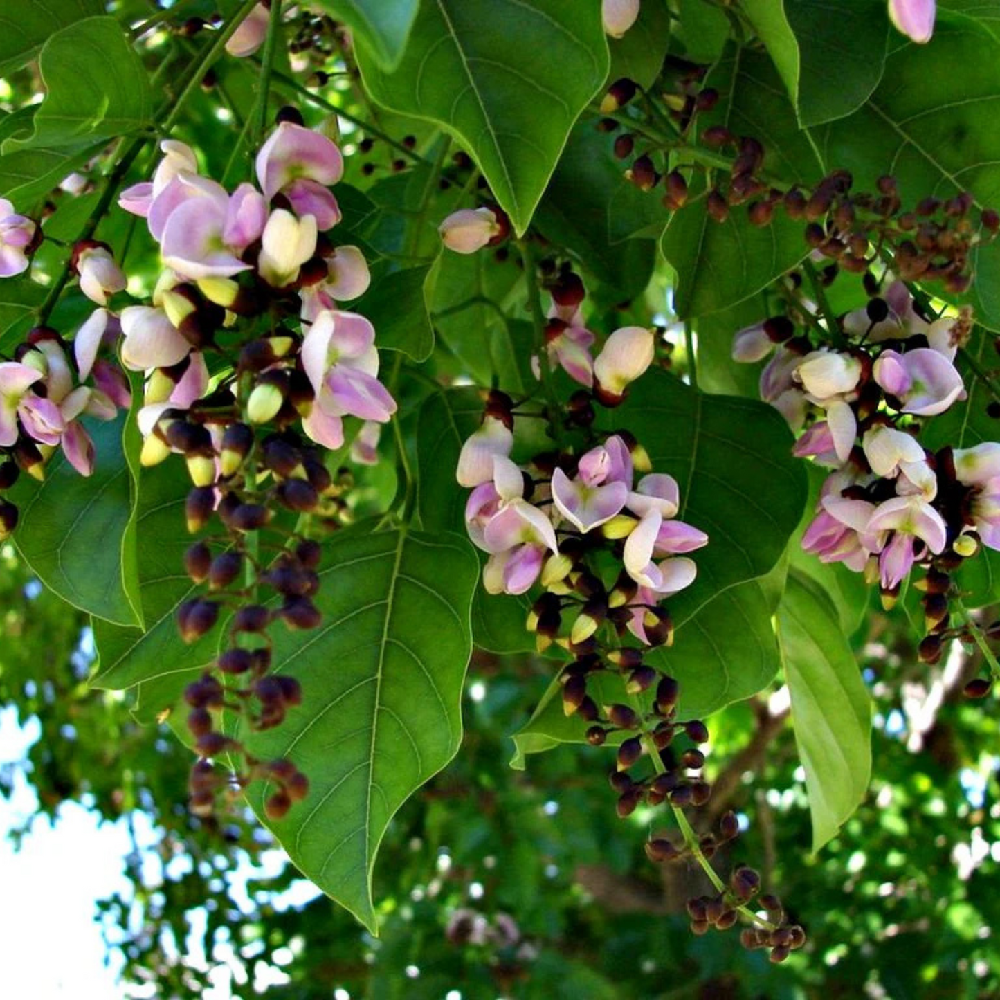 Indian Beech Tree (Millettia pinnata) Rare Live Plant