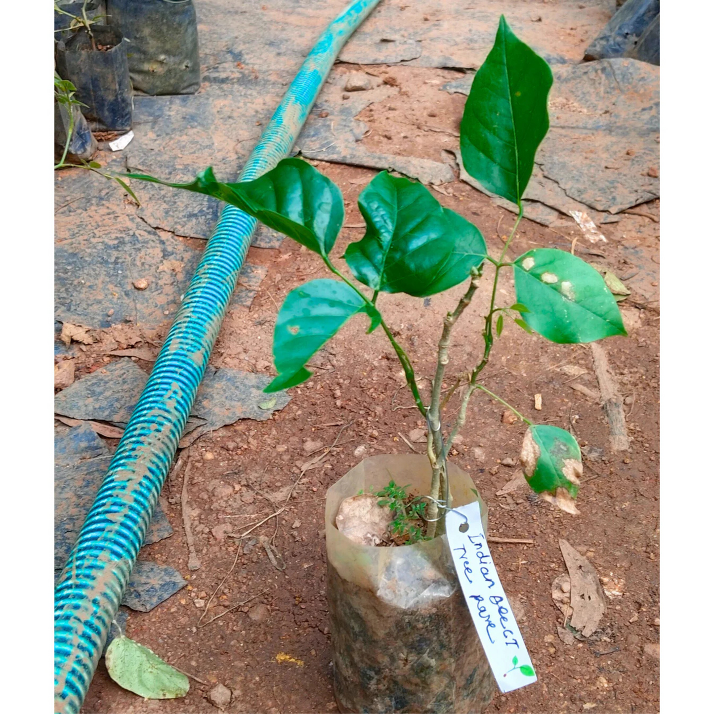Indian Beech Tree (Millettia pinnata) Rare Live Plant