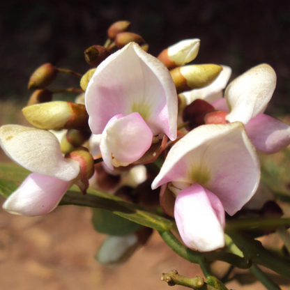 Indian Beech Tree (Millettia pinnata) Rare Live Plant