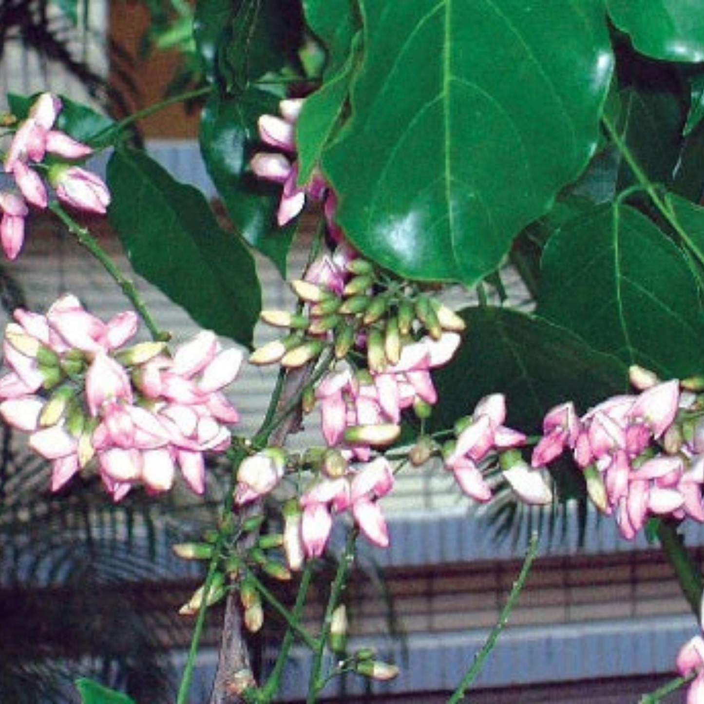 Indian Beech Tree (Millettia pinnata) Rare Live Plant