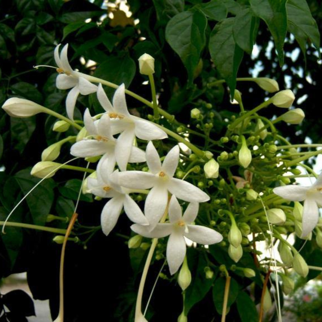 Indian Cork Tree (Millingtonia hortensis) Fragrant Live Plant