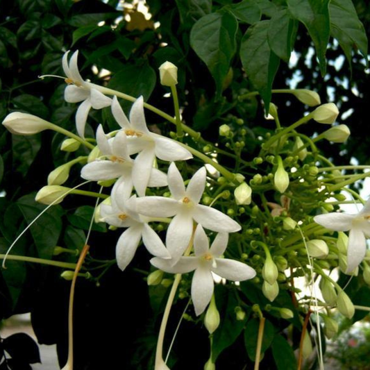 Indian Cork Tree (Millingtonia hortensis) Fragrant Live Plant