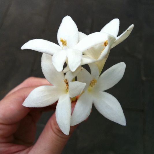 Indian Cork Tree (Millingtonia hortensis) Fragrant Live Plant