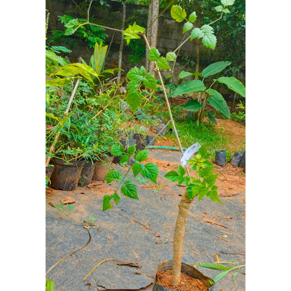 Indian Cork Tree (Millingtonia hortensis) Fragrant Live Plant