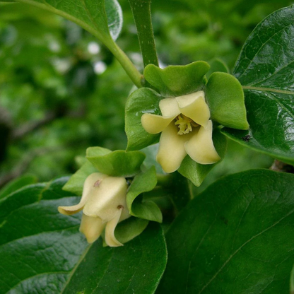 Indian Ebony Tree (Diospyros ebenum) Highly Fragrant Flowering Live Plant