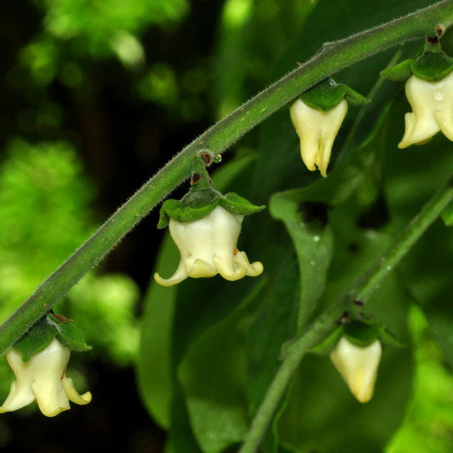 Indian Ebony Tree (Diospyros ebenum) Highly Fragrant Flowering Live Plant