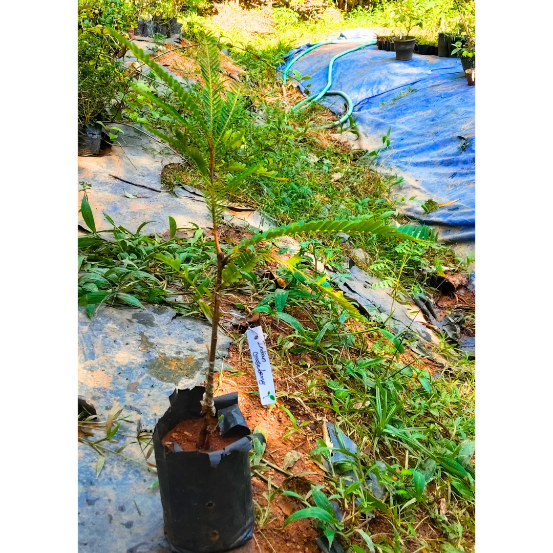 Indian Gooseberry Grafted Live Plant (Phyllanthus emblica)